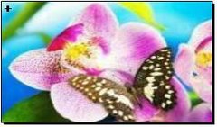 Алмазная мозаика по номерам 30*40 "Бабочка на орхидее" в рулоне, K2751416OO72357GB - фото товару