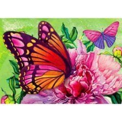 Раскраска по номерам 40*50см "Бабочки" карт.уп (холст на раме краски+кисти), K2749567OO3281RA_B - фото товару