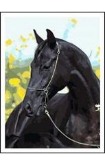 Розмальовка за номерами на дереві 40*50 J.Otten "Чорний кінь" (карт.уп фарби+кисті), K2751013OO5531RAD - фото товару