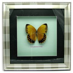Метелик в рамці (30х30 см)(X03-3-1), K318586 - фото товару