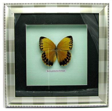 Бабочка в рамке (30х30 см)(X03-3-1), K318586 - фото товара