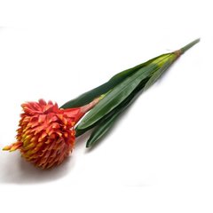 Квітка "Гузмания" (79 см), K326353 - фото товару