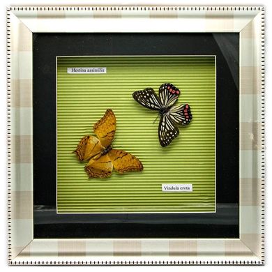 Бабочки в рамке (30х30х3,5 см)(X03-3), K323843 - фото товара