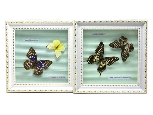 Метелики в рамці (21х21х3 см)(AD370-4), K325995 - фото товару