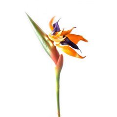 Цветок "Стрелиция" (92 см), K326392 - фото товару
