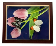 Бабочки в рамке (28х23х2,5 см)(EW-5-2 10"), K324401 - фото товару