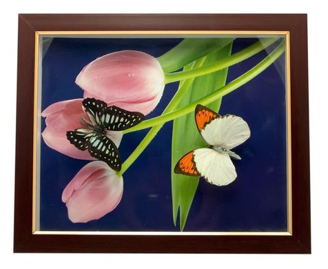 Бабочки в рамке (28х23х2,5 см)(EW-5-2 10"), K324401 - фото товара