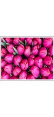 Раскраска по номерам 30*40см "Фиолетовые тюльпаны" OPP (холст на раме краски+кисти), K2750368OO1023EKTL_O - фото товару